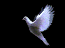 Doves/release