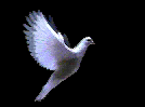Doves/release/2
